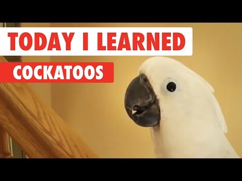 Today I Learned: Cockatoos - UCPIvT-zcQl2H0vabdXJGcpg