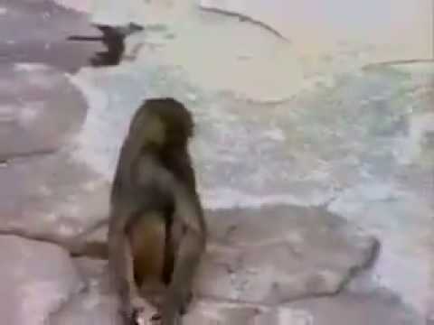 Lol! Check What Happen With Monkey