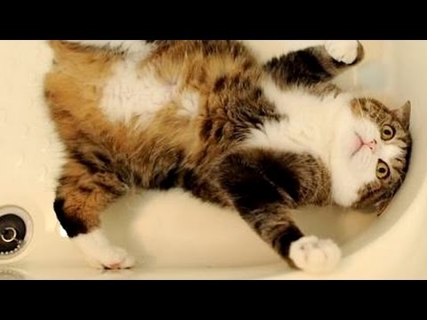 Want to LAUGH HARD, WATCH FUNNY CATS - Funny CAT compilation - UC9obdDRxQkmn_4YpcBMTYLw