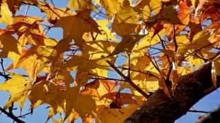 Glazunov - The Seasons Op.67 Autumn：Petit Adagio