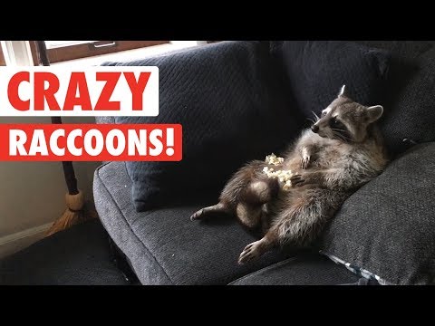 Raccoons Are Just Weird Cats | Crazy Raccoon Compilation 2017 - UCPIvT-zcQl2H0vabdXJGcpg