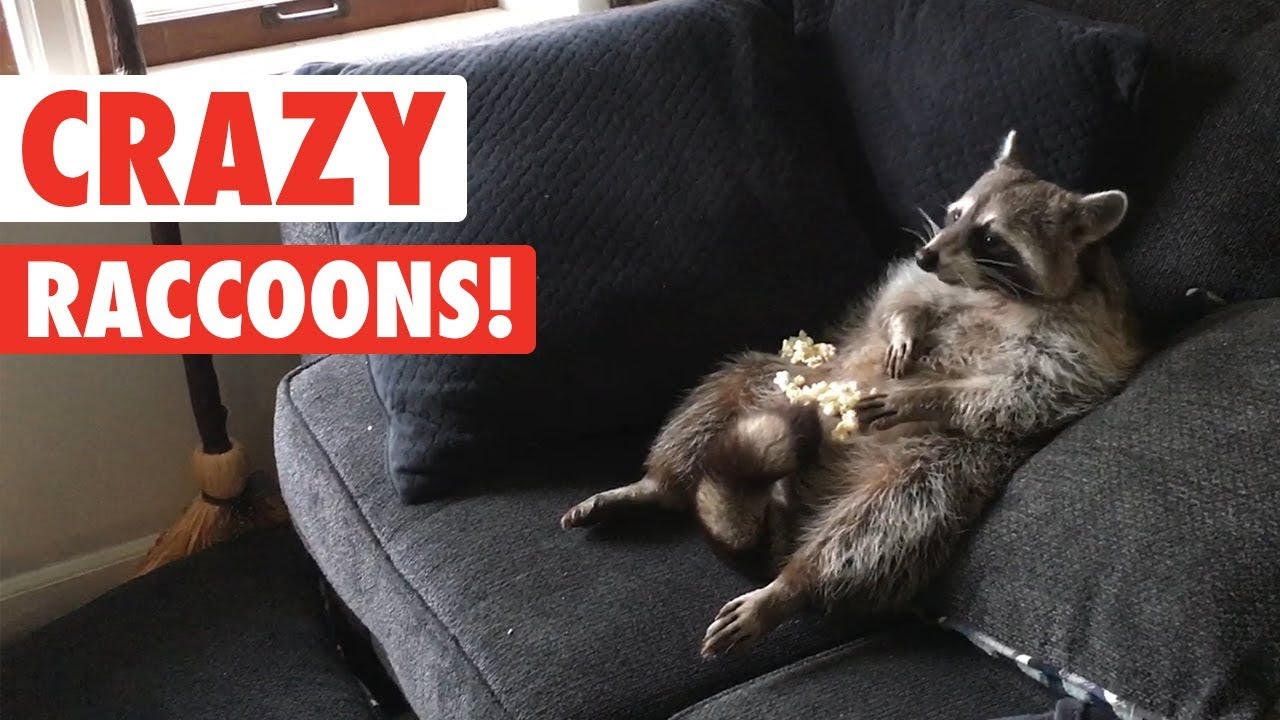 Raccoons Are Just Weird Cats Crazy Raccoon Compilation 2017 Fpvracer Lt Raccoons Are Just Weird Cats Crazy Raccoon Compilation 2017 Fpvracer Lt