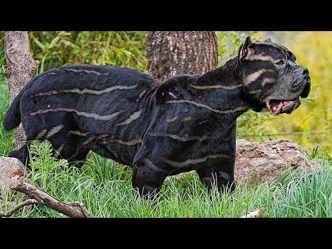 10 RAREST DOG BREEDS IN THE WORLD - UCYenDLnIHsoqQ6smwKXQ7Hg
