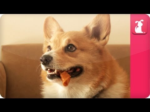 Yogi, the Crazy Corgi - Pet Sense - UCPIvT-zcQl2H0vabdXJGcpg