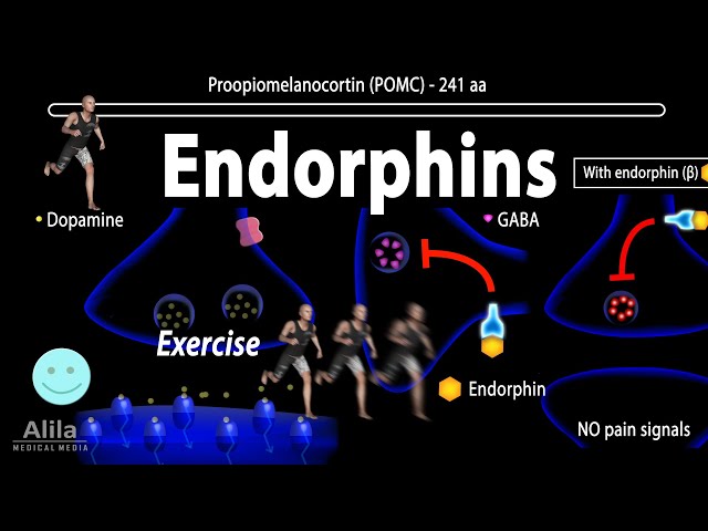 how-long-will-my-workout-endorphins-last-workout-daily