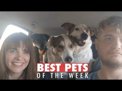 Best Pets of the Week | November 2018 Week 1 - UCPIvT-zcQl2H0vabdXJGcpg