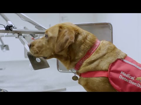 Dogs Can Smell Cancer | Secret Life of Dogs | BBC - UCwmZiChSryoWQCZMIQezgTg