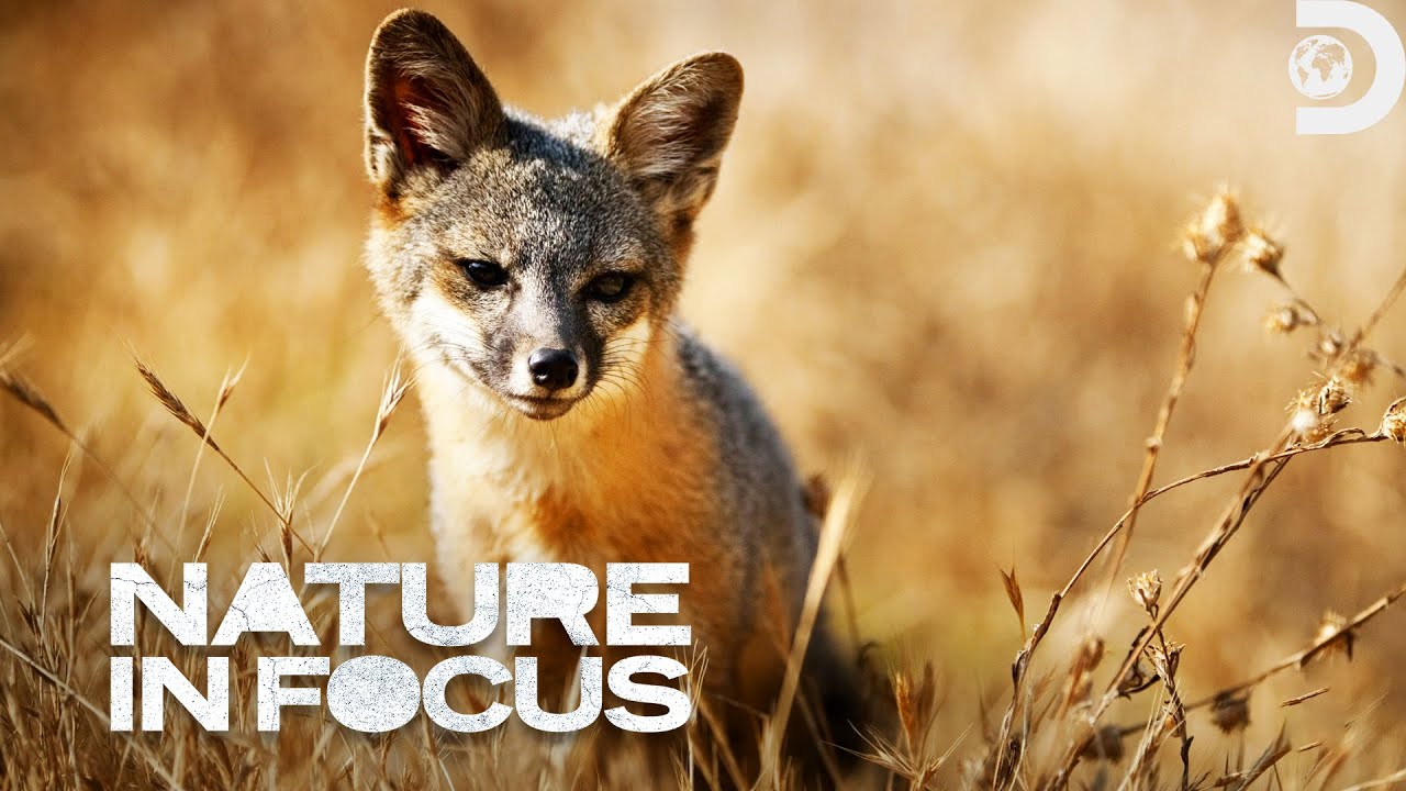 Channel Island Fox | Nature In Focus