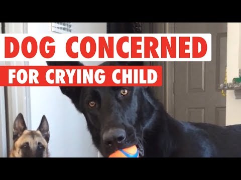 German Shepherd Has Hilarious Reaction To Crying Baby - UCPIvT-zcQl2H0vabdXJGcpg