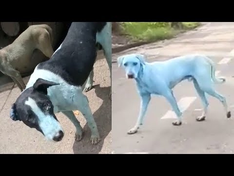 Dogs in India are turning blue after swimming in a polluted river - UCcyq283he07B7_KUX07mmtA