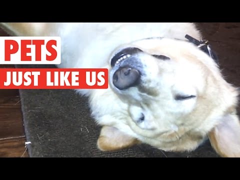 Pets Just Like Us || Funny Pet Compilation - UCPIvT-zcQl2H0vabdXJGcpg