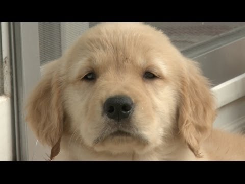 Amazing Animal Facts!: Golden Retrievers - UCPIvT-zcQl2H0vabdXJGcpg