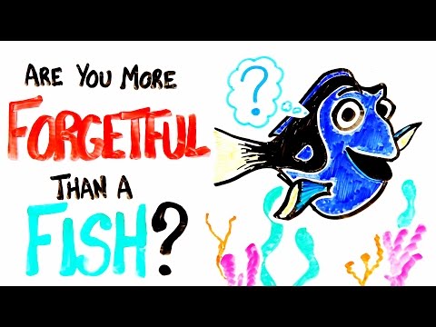 Are You More Forgetful Than A Fish? - UCC552Sd-3nyi_tk2BudLUzA