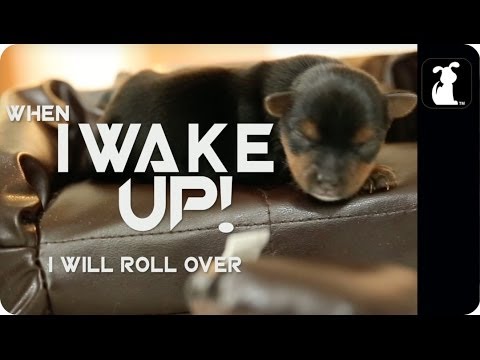 Avicii - Wake Me Up (Puppy Version) - UCPIvT-zcQl2H0vabdXJGcpg