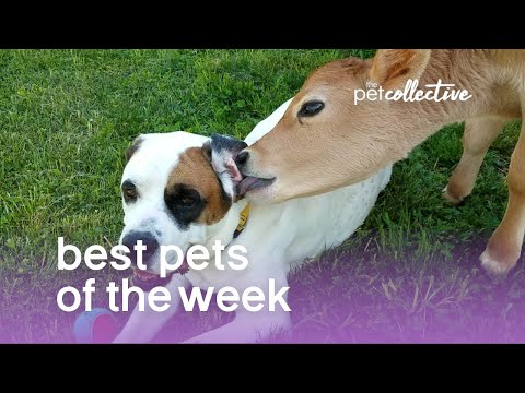 Best Pets of the Week | September 2017 Week 3 - UCPIvT-zcQl2H0vabdXJGcpg