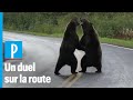 Deux grizzlis se battent violemment devant une automobiliste au Canada