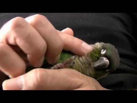 Green Cheek Conure Parrot - What they are like - Baby GCC - UCOT48Yf56XBpT5WitpnFVrQ