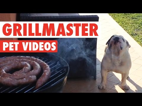 Funny Grillmaster 4th of July Pet Video Compilation 2016 - UCPIvT-zcQl2H0vabdXJGcpg