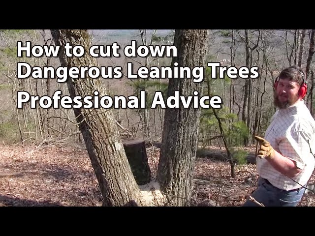 How To Cut A Leaning Tree : How To Cut a Leaning or Snagged Tree – IDGFN