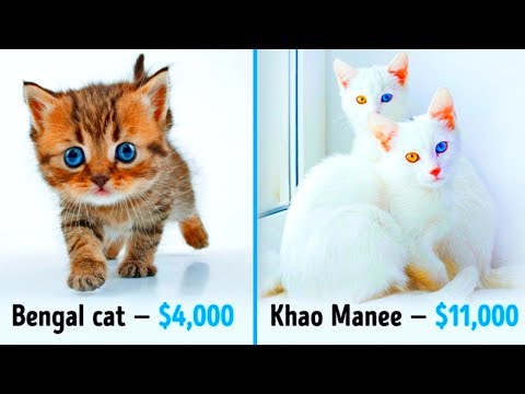 19 Awesome Cats That Cost a Fortune - UC4rlAVgAK0SGk-yTfe48Qpw