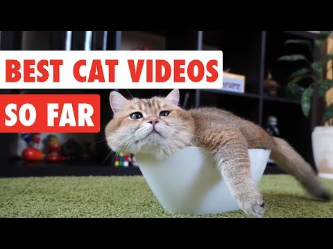 Best Cat Videos of the Year So Far | Funny Cat Video Compilation 2017 - UCPIvT-zcQl2H0vabdXJGcpg