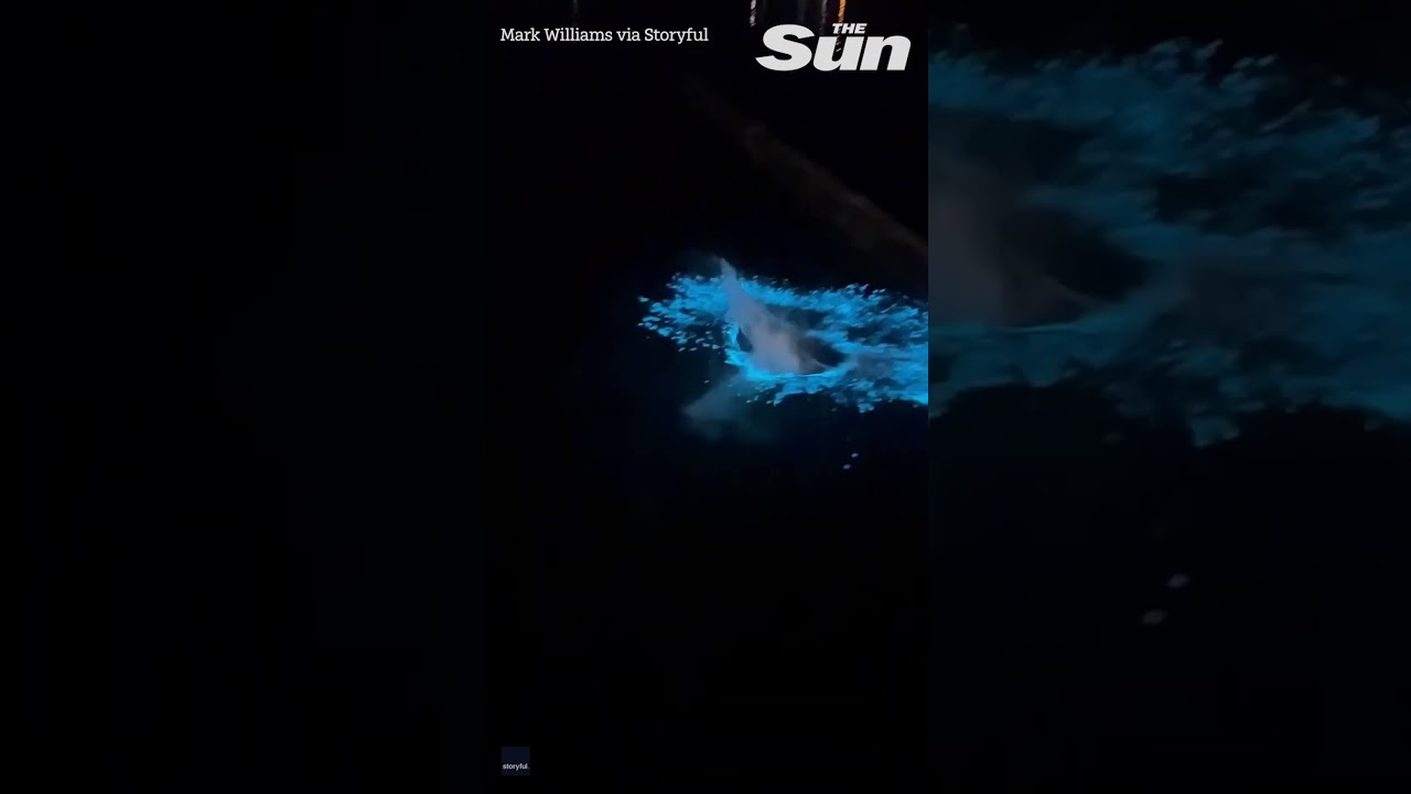 Swimmer’s dive into dazzling bioluminescent water in Australia #shorts