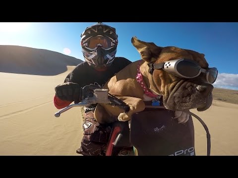 GoPro: Lexus The Dirt Bike Dog - UCqhnX4jA0A5paNd1v-zEysw