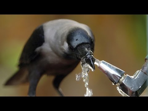 Top 10 Most Intelligent Animals - UCaWd5_7JhbQBe4dknZhsHJg
