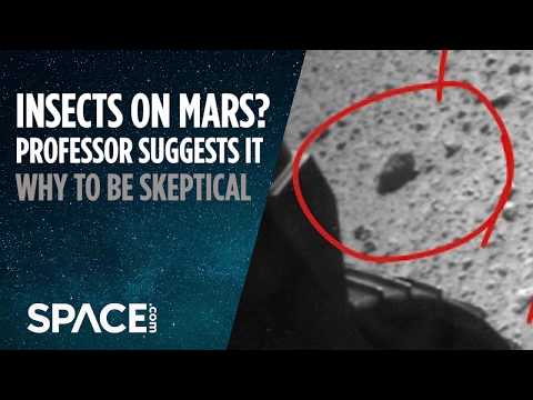 Insects on Mars? Professor Suggests It After Studying Rover Pics - UCVTomc35agH1SM6kCKzwW_g