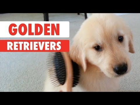 Breed All About It: Golden Retrievers - UCPIvT-zcQl2H0vabdXJGcpg