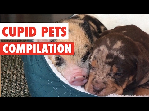 Cupid Pets Video Compilation 2017 - UCPIvT-zcQl2H0vabdXJGcpg