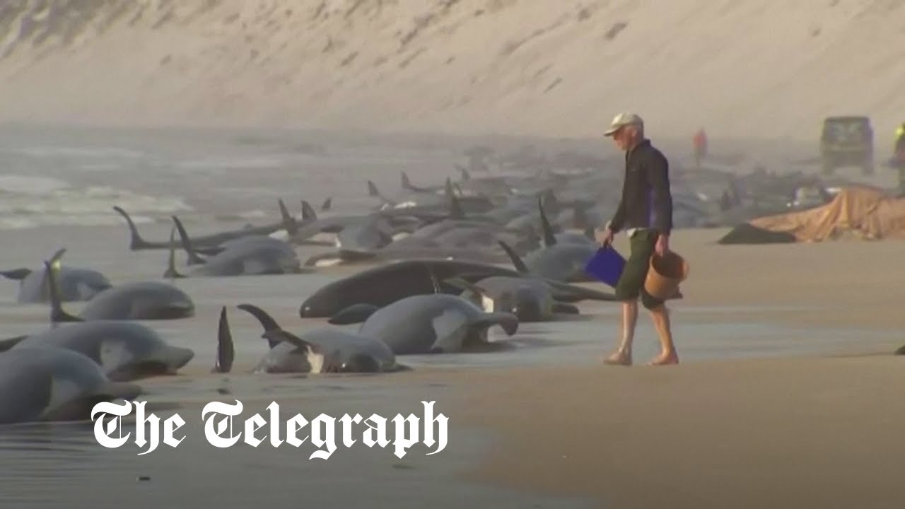 Hundreds of whales stranded on a beach in Australia