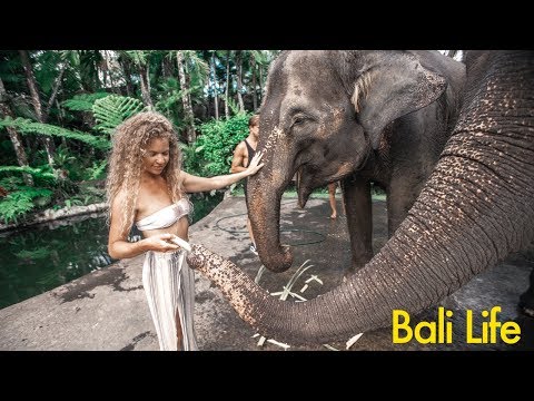 Feeding Elephants in Bali - UCd5xLBi_QU6w7RGm5TTznyQ