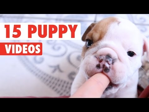 15 Funny Puppy Videos Compilation 2016 - UCPIvT-zcQl2H0vabdXJGcpg