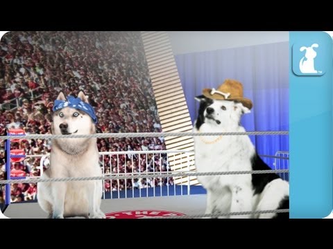 Pet vs Pet Rap Battle Tournament Round 2 / Husky vs. Border Collie - UCPIvT-zcQl2H0vabdXJGcpg