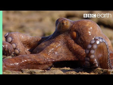 Extraordinary Octopus Takes To Land - The Hunt - BBC Earth - UCwmZiChSryoWQCZMIQezgTg