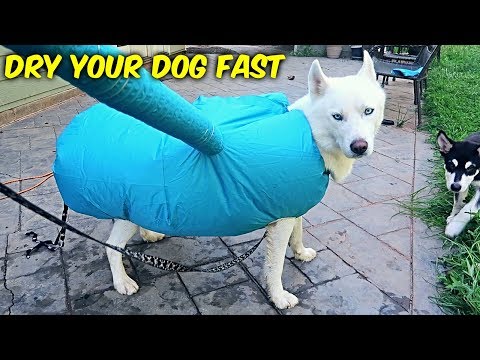 Fastest Way to Dry Your Dog! - UCe_vXdMrHHseZ_esYUskSBw