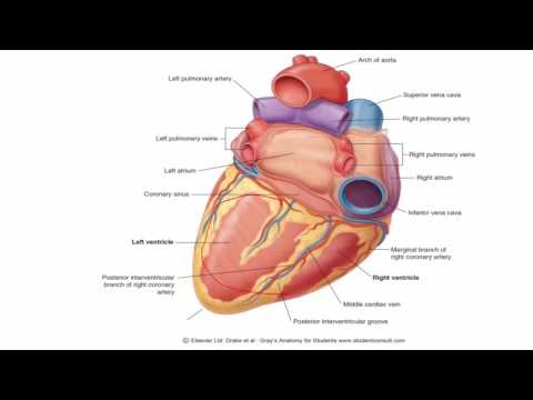 Anatomy 1 | C1 - L8 | Surfaces of the heart