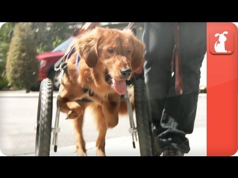 Unadoptables - A blind and physically disabled golden retriever searches for a home - UCPIvT-zcQl2H0vabdXJGcpg