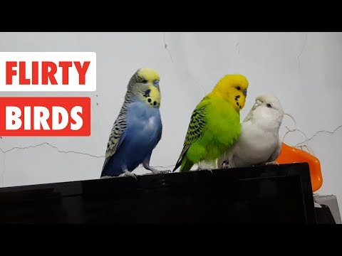 Flirty Birds | Funny Bird Video Compilation 2017 - UCPIvT-zcQl2H0vabdXJGcpg