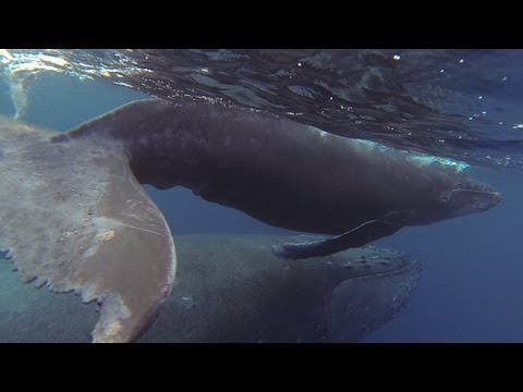 GoPro: Cruising with Humpback Whales - UCqhnX4jA0A5paNd1v-zEysw