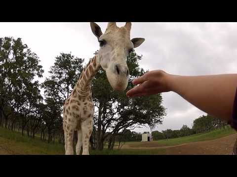 The Serengeti Resort in Bergheim, Texas - UCTs-d2DgyuJVRICivxe2Ktg