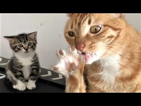 Funny animals - Funny cats / dogs - Funny animal videos 200 - UCcnThqTwvub5ykbII9WkR5g