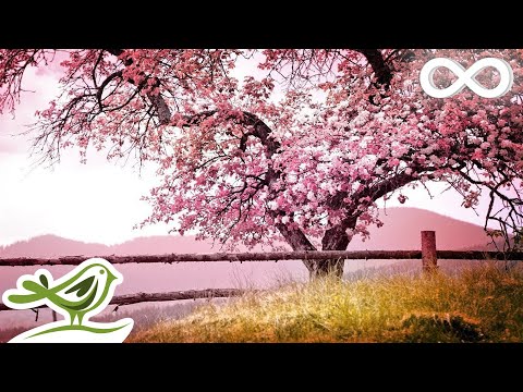 7 Hours of Relaxing Sleep Music: Soft Piano Music, Sleeping Music, Sweet Dreams ★122 - UCjzHeG1KWoonmf9d5KBvSiw