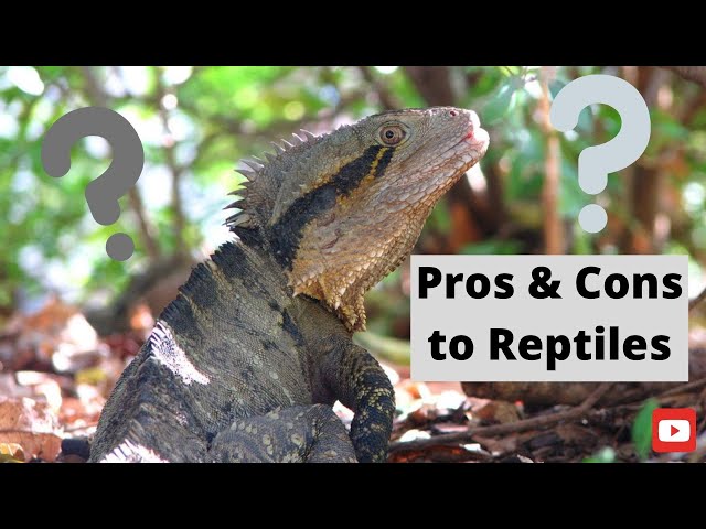 The Pros and Cons of Keeping a Lizard as a Pet