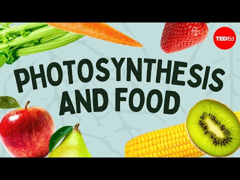 The simple story of photosynthesis and food - Amanda Ooten - UCsooa4yRKGN_zEE8iknghZA