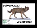Image of the cover of the video;Febrero 2022 - Lobo ibérico