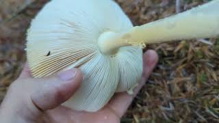 Fly Agaric - Foraging Mushrooms UK (Amanita Muscaria)