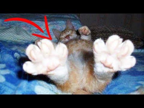 Top 10 Weird CAT BEHAVIORS Explained - UCa03bf8gAS2EtffptV-_jfA