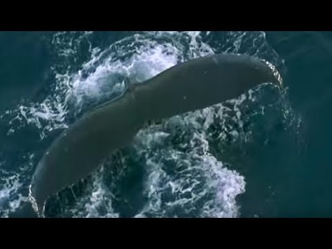 Fur Seals and Whales Feast on Krill | Blue Planet | BBC Earth - UCwmZiChSryoWQCZMIQezgTg